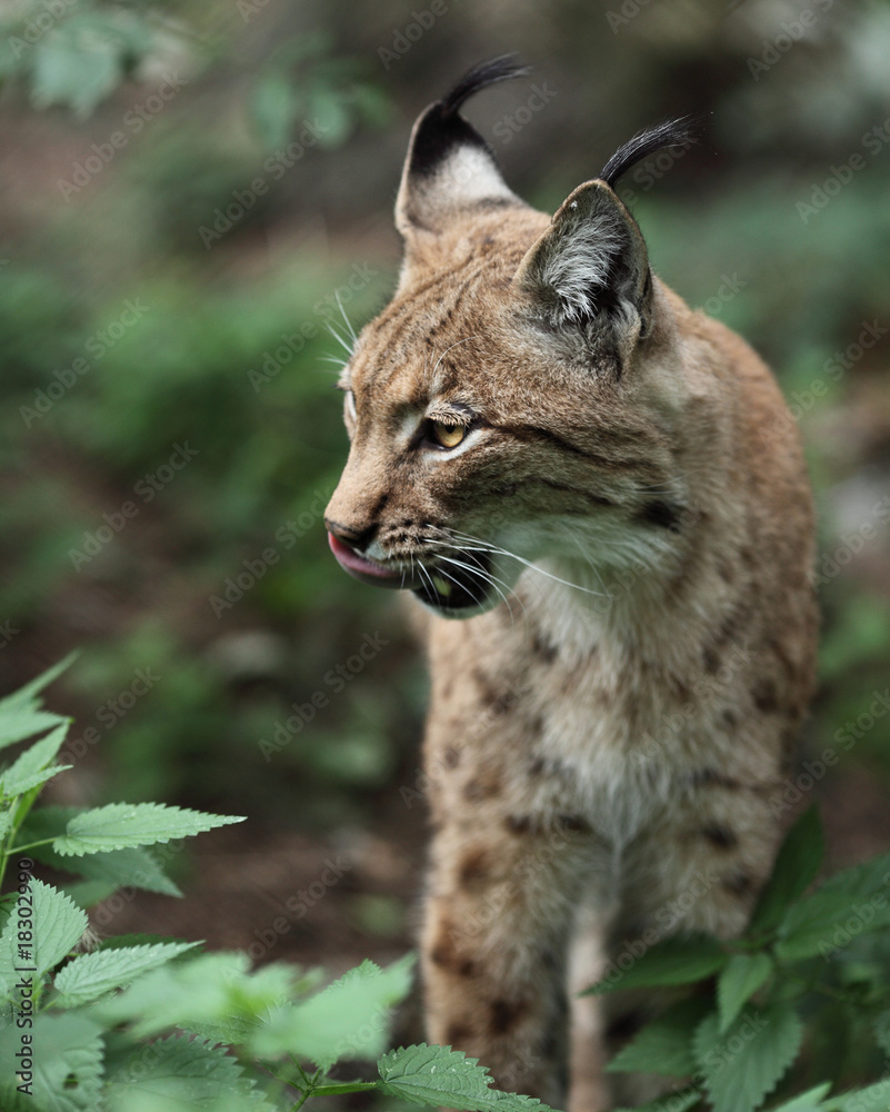 Obraz premium Portret ryś euroazjatyckiego (Lynx lynx.)