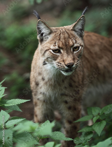 Close-up portrait of an Eurasian Lynx (Lynx lynx).
