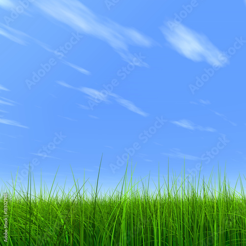 Fototapeta Naklejka Na Ścianę i Meble -  High resolution grass and sky background