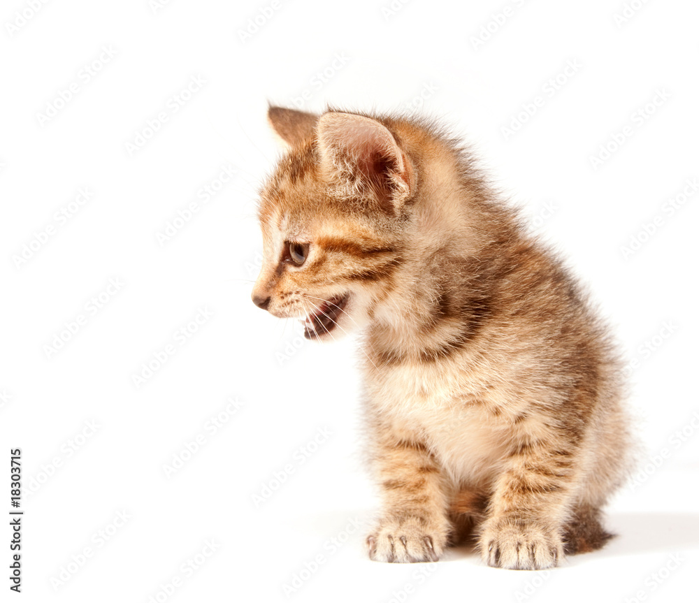 Obraz premium Tabby kitten crying