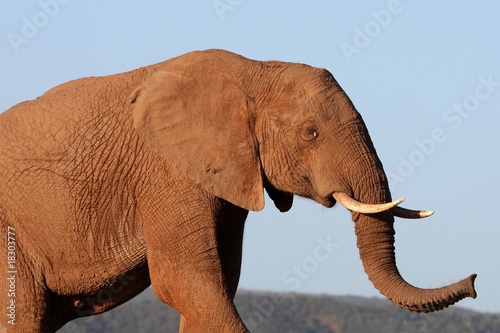 African Elephant Portrait