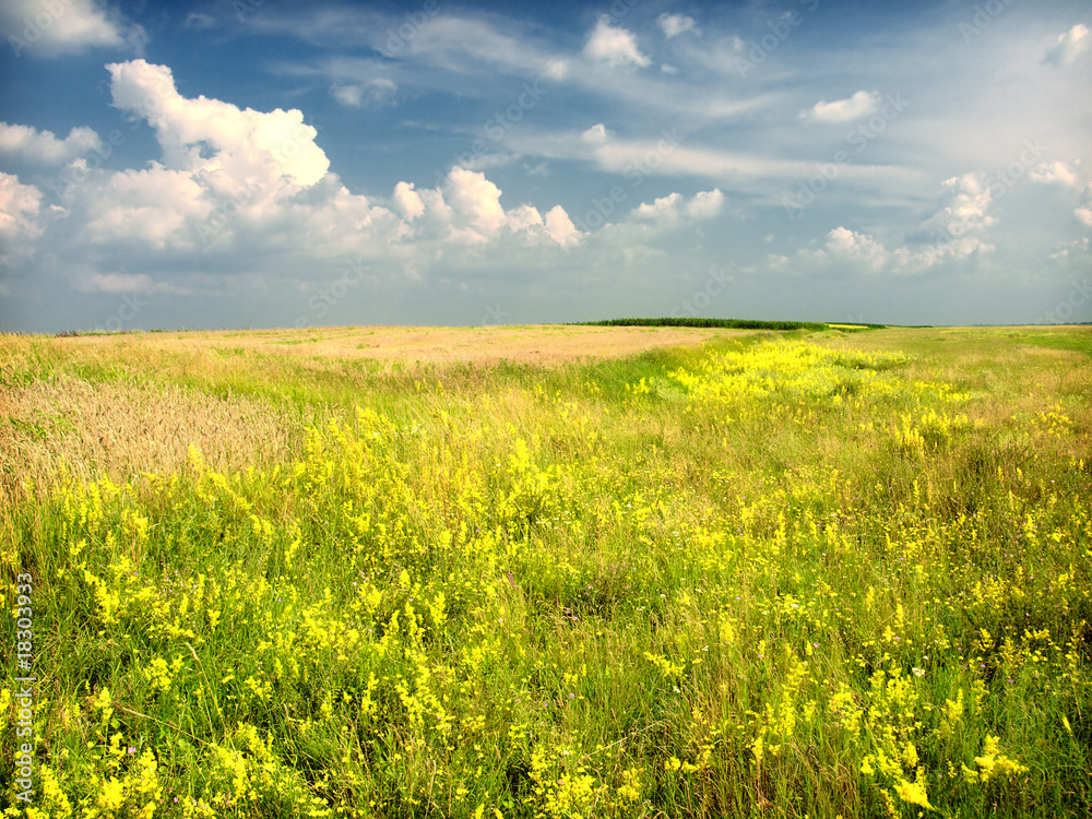 Obraz premium spring field
