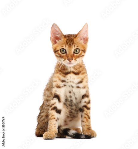 Bengal kitten © Kirill Vorobyev