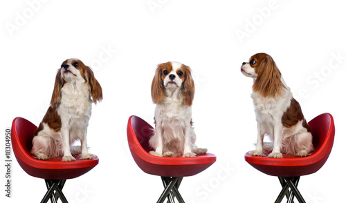 Valokuva cavalier king charles spaniel sitting in red chair