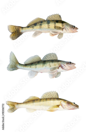 Zander or pikeperch collection isolated on white