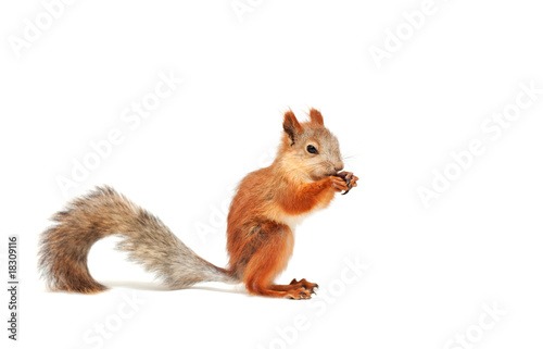 red squirrel