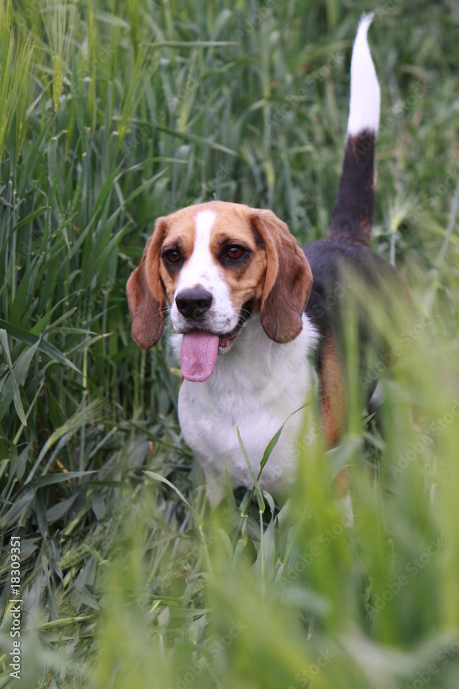 Beagle in einem Kornfeld