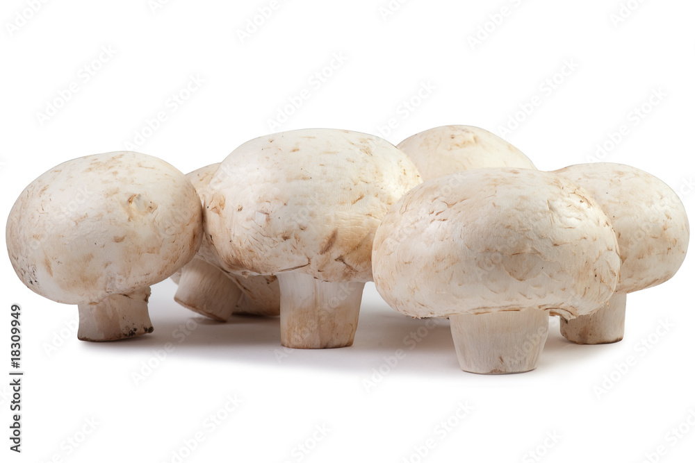 Champignon mushroom macro Champignon mushroom macro