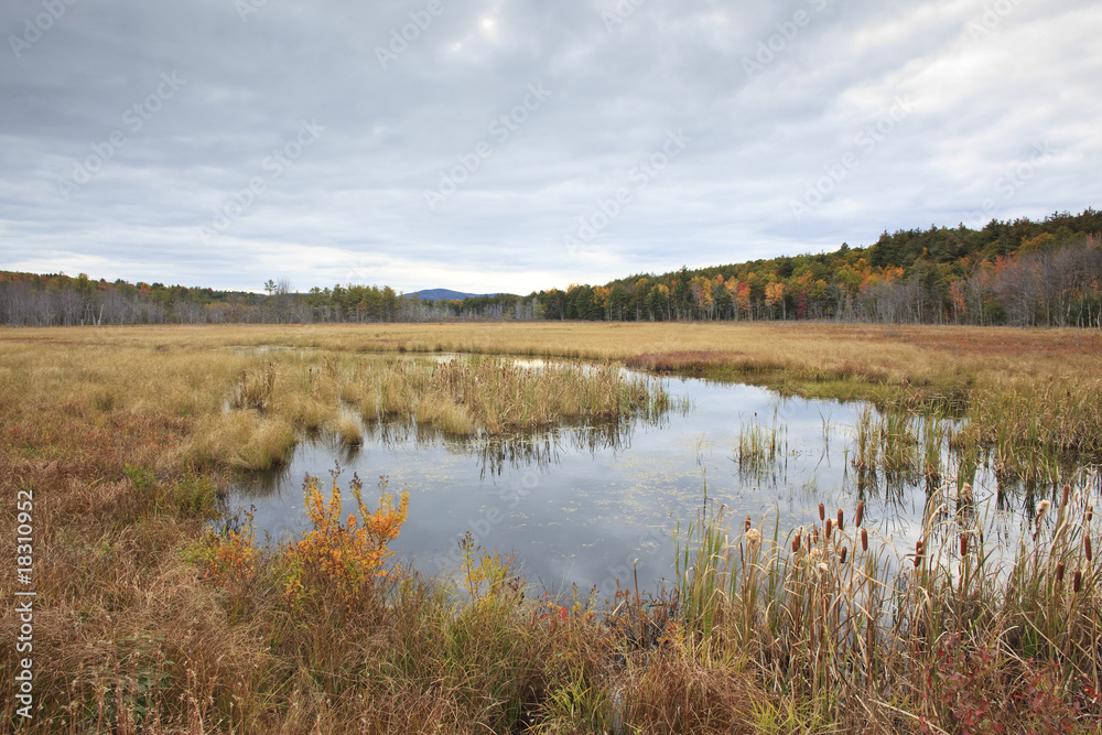 Marsh Marsh