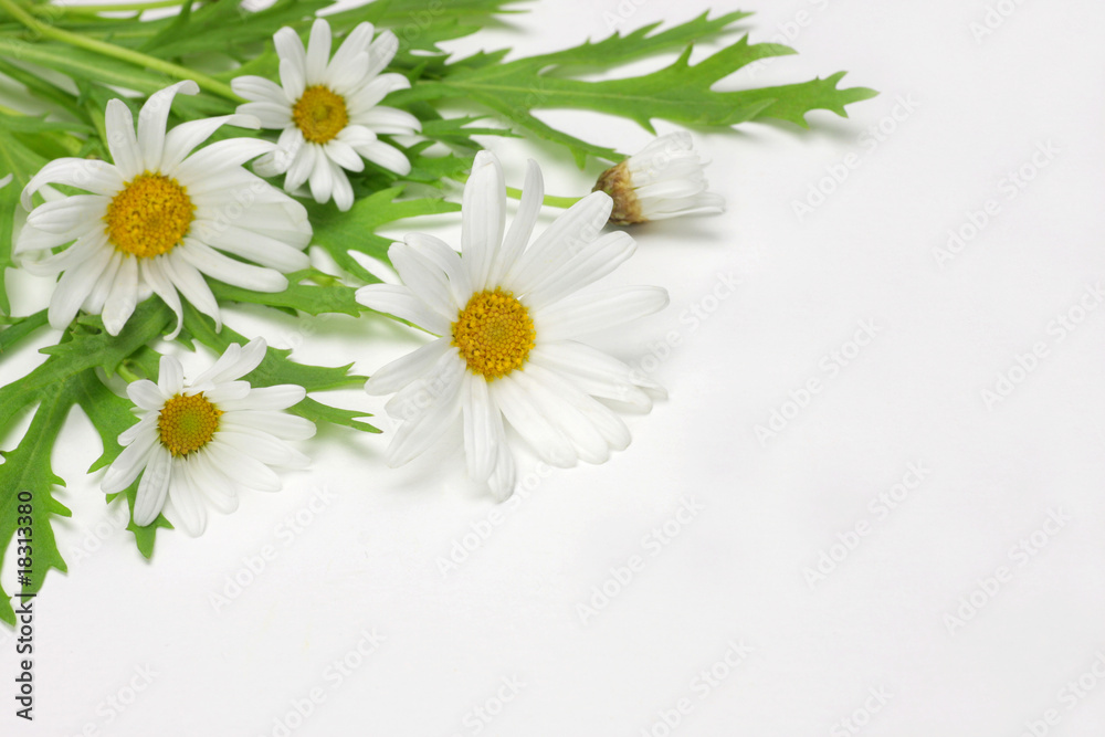 Obraz premium chrysanthemum