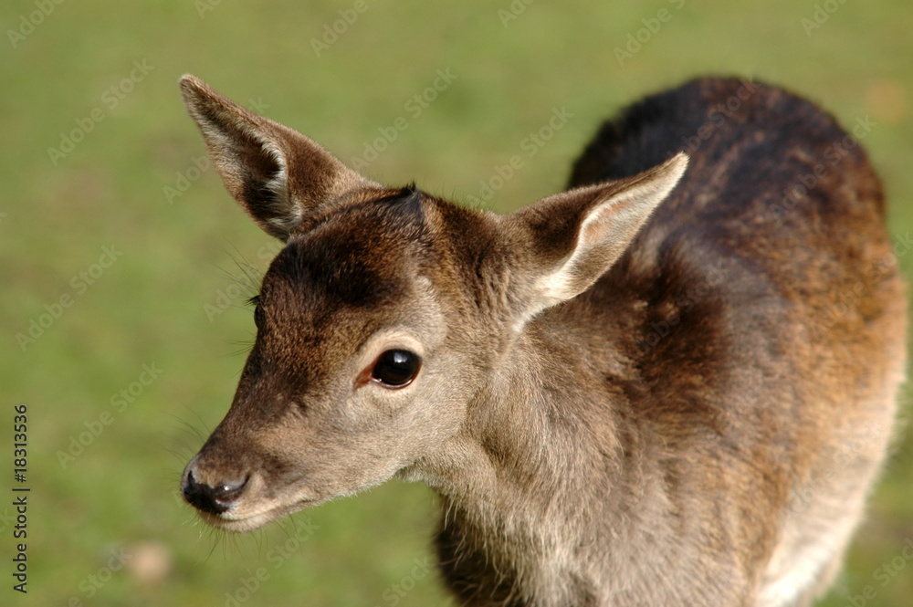 Fototapeta premium Dammwild