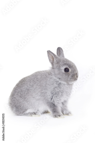 Grey dwarf baby bunny