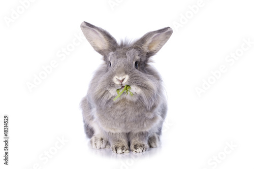 Grey dwarf rabbit eating dill