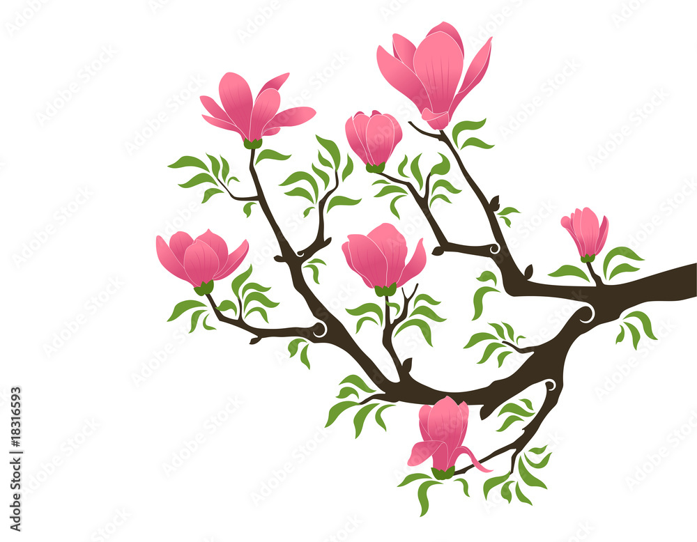 Fototapeta premium blooming magnolia