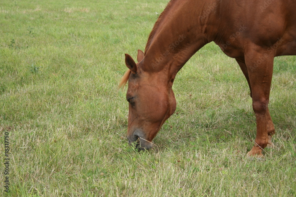 Fototapeta premium Pferd