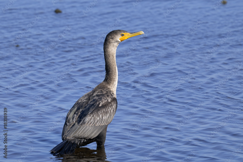 double-crested cormorant, phalacrocorax auritus