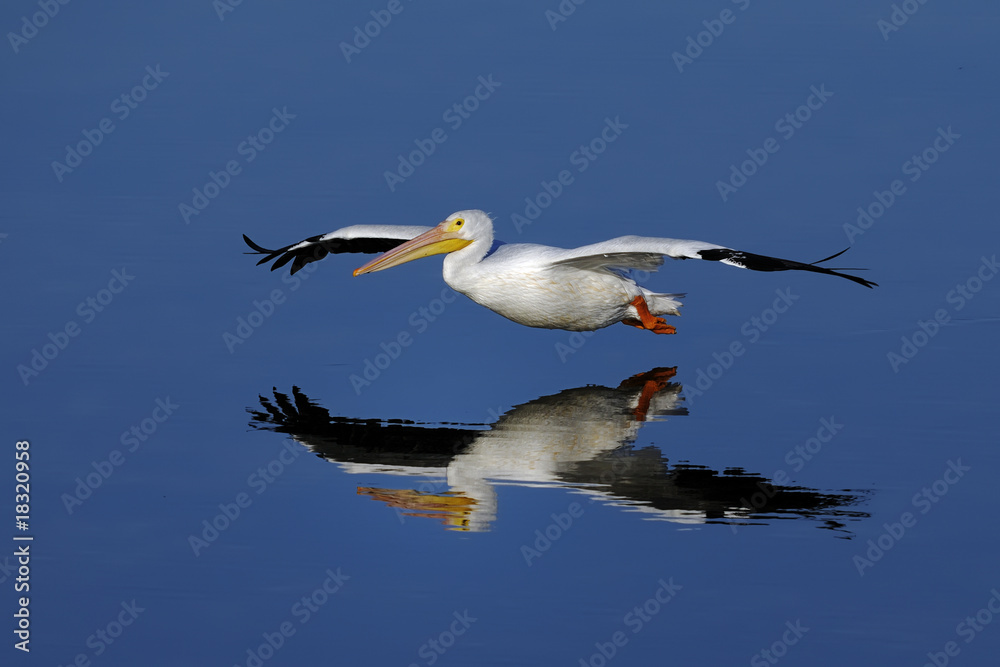 american white pelican, pelecanus erythrorhynchos american white pelican, pelecanus erythrorhynchos