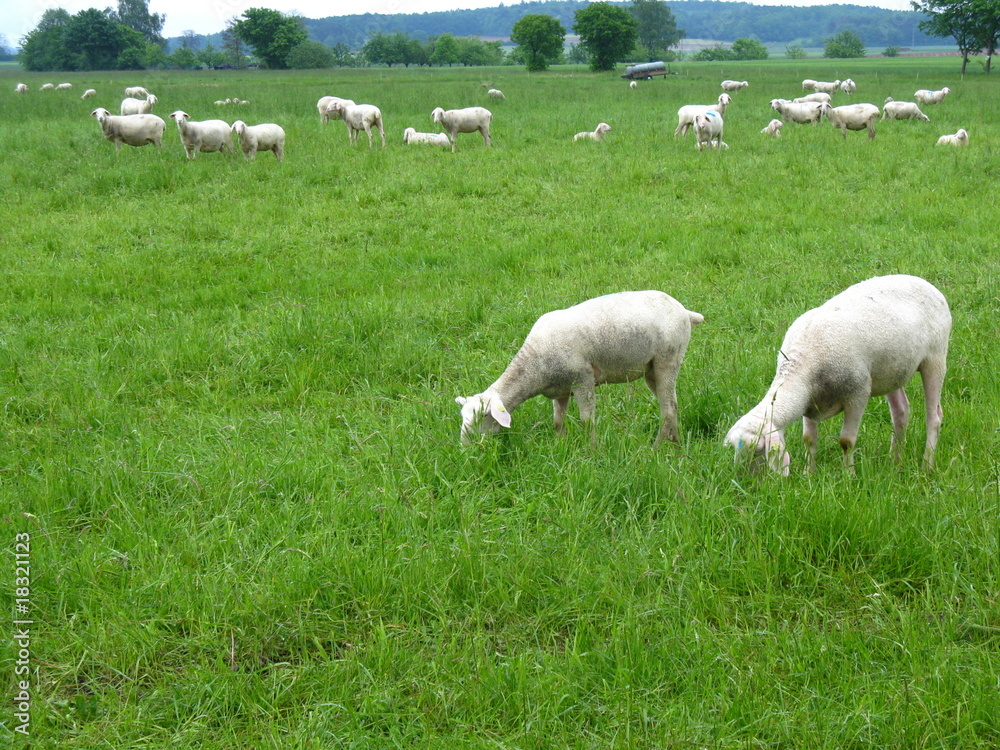 Obraz premium Schafe