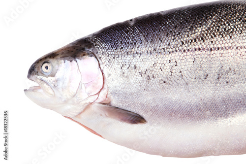 head of trout