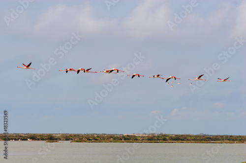Flying Flamingos over camargue, france