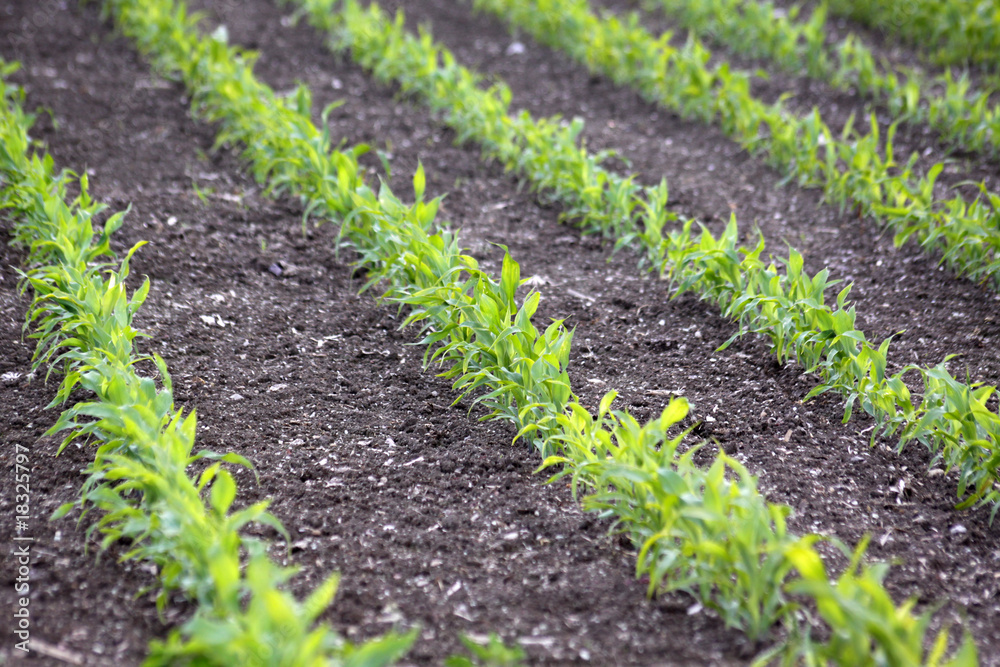 Maisfeld mit jungen Pflanzen Maisfeld mit jungen Pflanzen