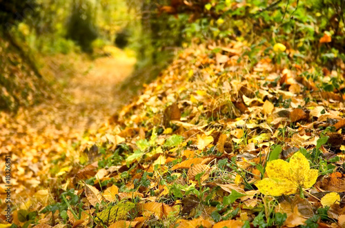 feuilles mortes et couleurs d'automne
