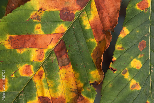 Damage caused by Horse-Chestnut Leaf Miner 09 photo