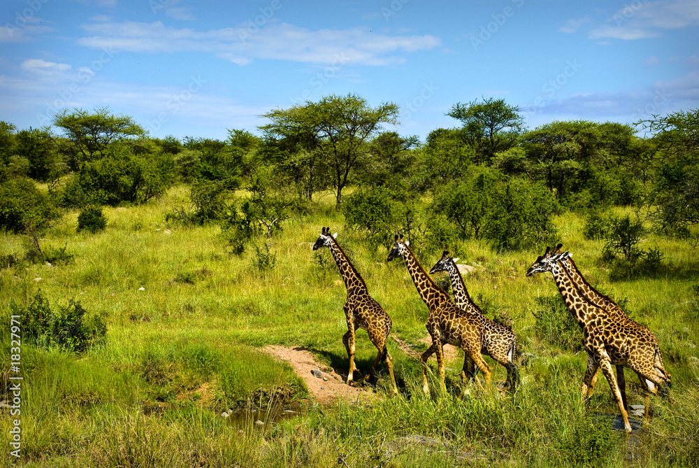 Fototapeta premium Giraffes