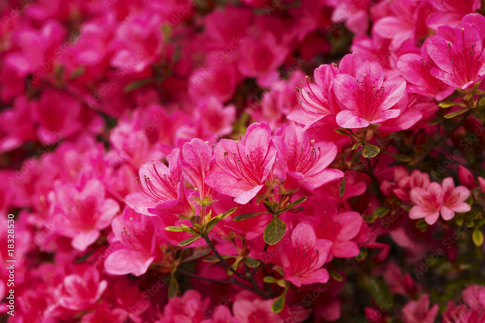 Azaleen (Azalea floribunda)