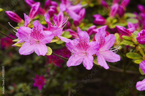 Azaleen (Azalea floribunda) 02