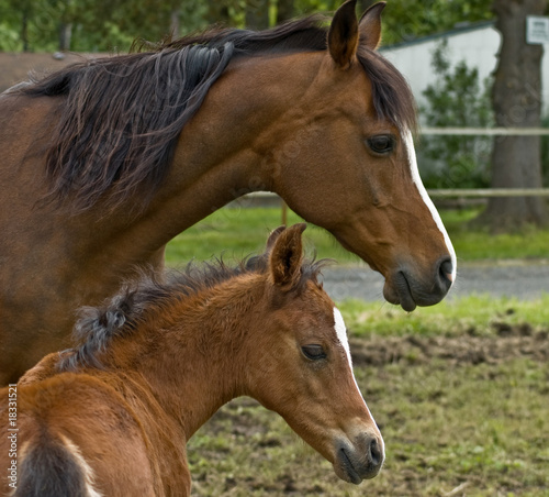 Mother mare protecting her baby colt foal © sgcallaway1994