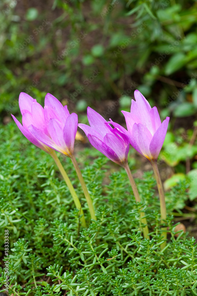 Autumn crocus Autumn crocus
