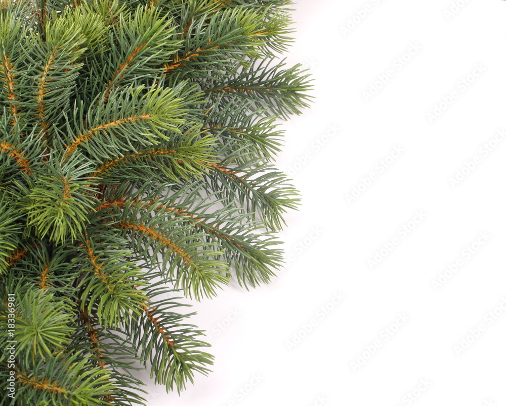 fir tree - christmas background