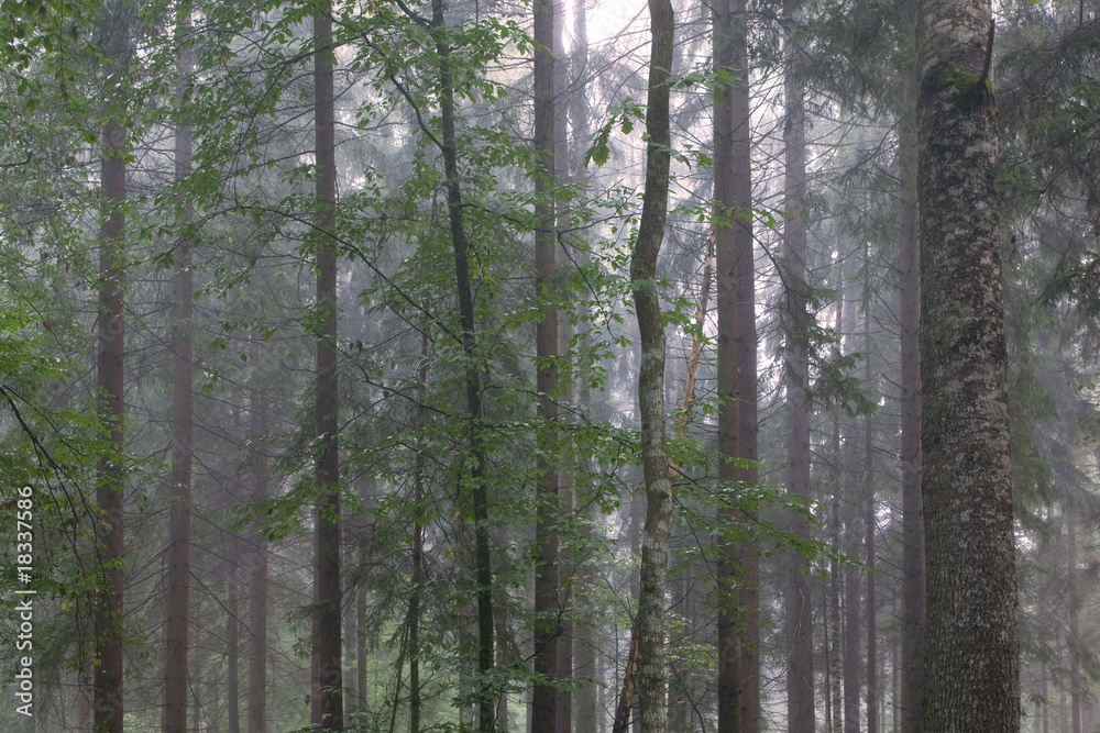 Fototapeta premium Tree trunks in misty stand