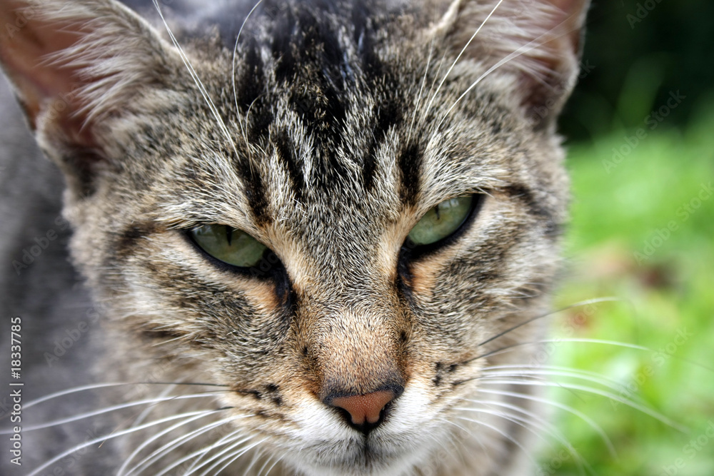 The Cat's eyes The Cat's eyes