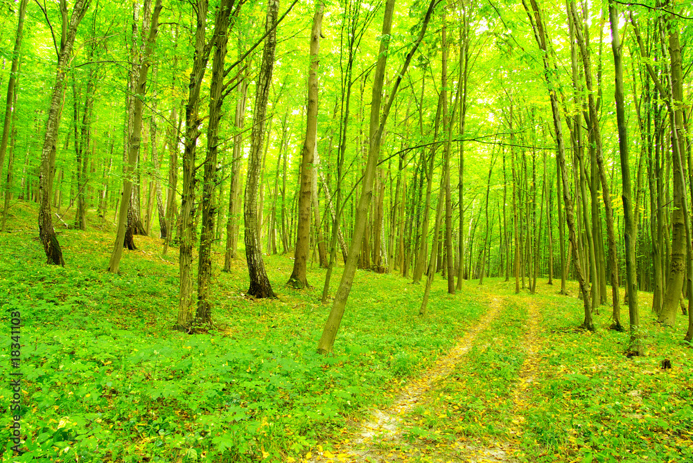 Naklejka premium forest