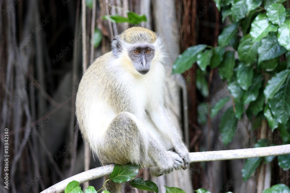 Fototapeta premium singe vert des Caraïbes