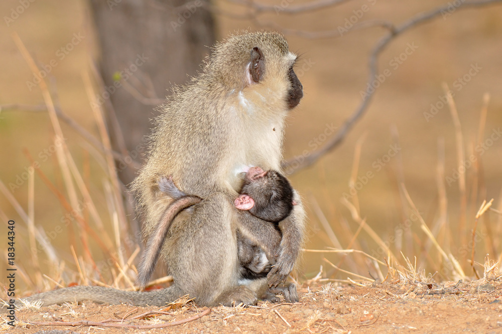 Obraz premium Vervet monkey with baby,Kruger National Park,South Africa