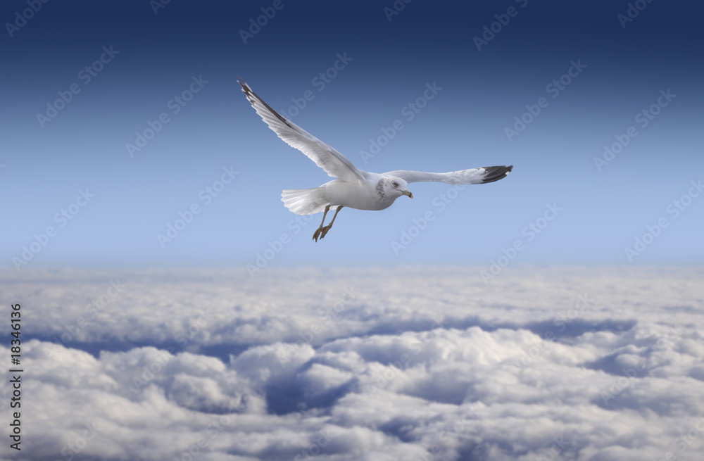 Obraz premium flying