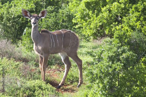 Female kudu