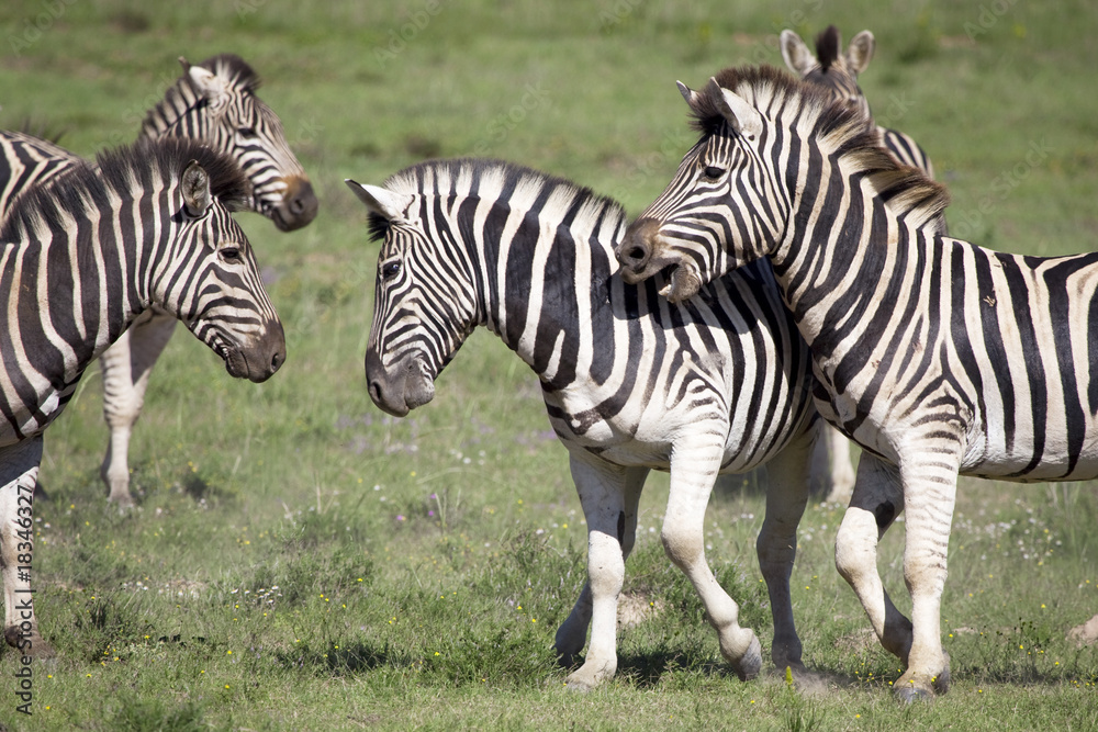 Fototapeta premium Zebras playing