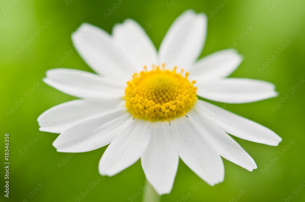 Obraz premium chamomile