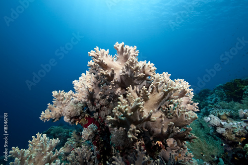ocean and finger leather coral