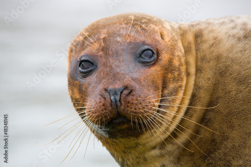 Seal Head