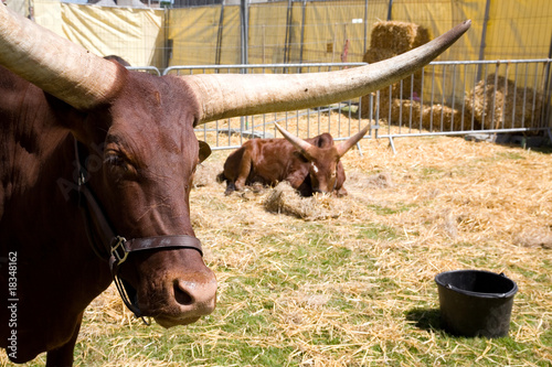 Watussi buffalo photo