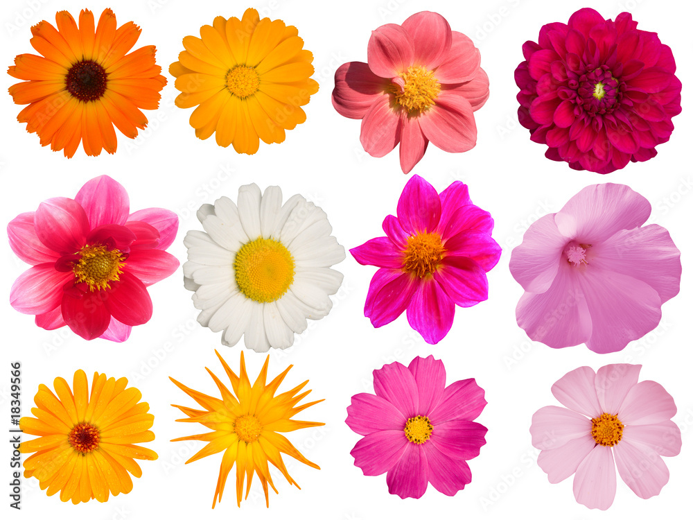 Flowers decorative collection Flowers decorative collection