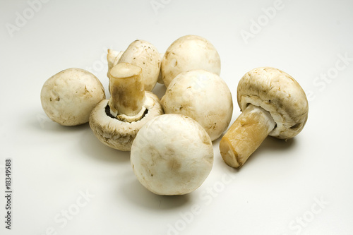 Photo of several fresh forest edible mushrooms
