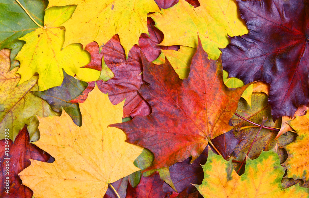 Maple leaves background