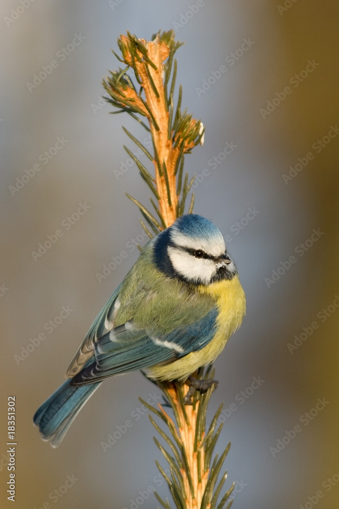 Fototapeta premium Blaumeise