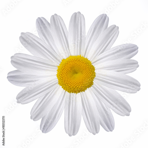 Chamomile flower on white background